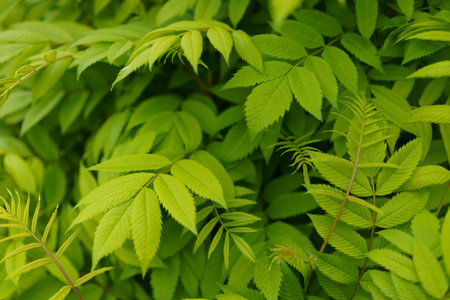 Spring young  foliage on the branches of a bush. Natural backgroundの写真素材