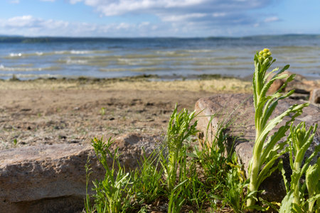 Shore of a forest lake with green plants and stones in the foreground
