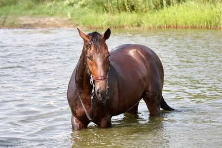 Horse standing in a waterの写真素材