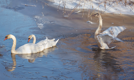 Wintering swans on the pondの写真素材
