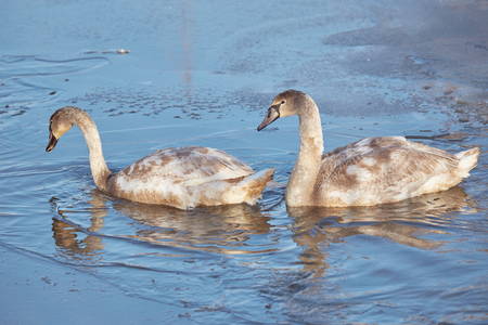 Wintering swans on the pondの写真素材