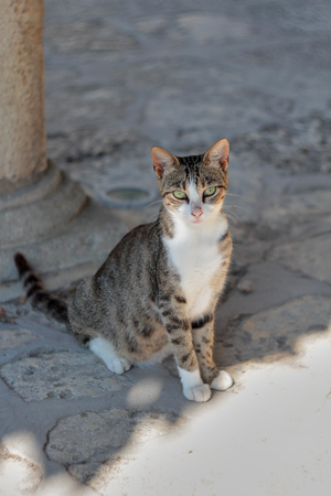 White cat sitting on the floorの写真素材