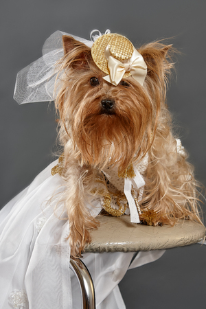 doggy as a brideの写真素材