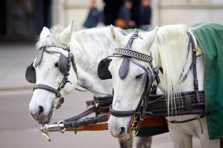 thoroughbred horses close-up in the cityの写真素材