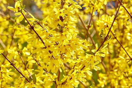 Border forsythia branch in springtime is an ornamental deciduous shrub. Forsythia flowers. Soft focus and blurryの写真素材