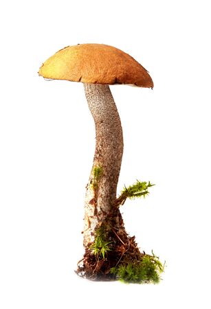 Beautiful Orange-cap boletus mushroom on moss. Isolated on white backgroundの写真素材
