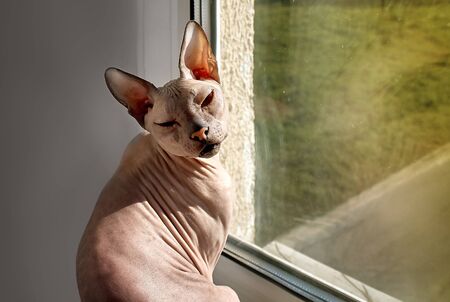 bald cat sits on the windowsillの写真素材