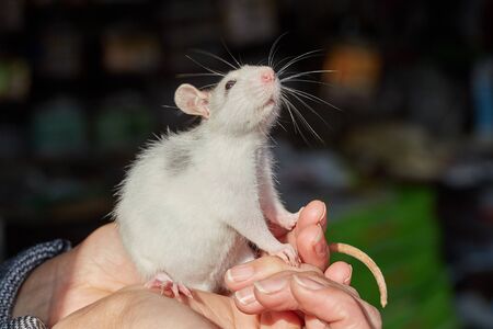 rat in nature in handsの写真素材