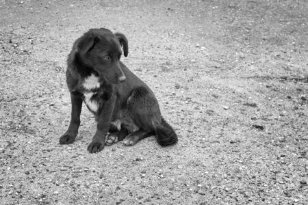 stray dog waiting for yummy on the roadの写真素材