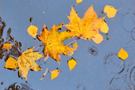 Fallen autumn leaves with many colors on the background of a wet asphalt roadの写真素材