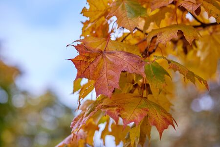 Beautiful colorful leaves in autumn forest.Maple foliage. Seasonal backgroundの写真素材
