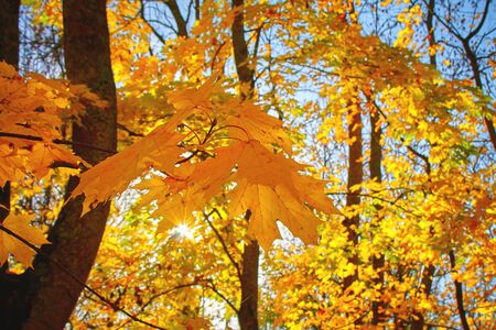 colorful tree branches in sunny forest, autumn natural backgroundの写真素材