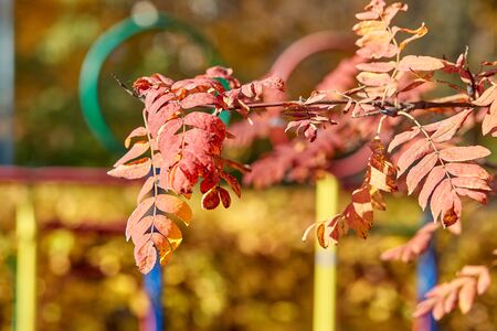 Branch with autumn bright leaves close-up in the parkの写真素材