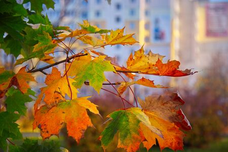 Colorful green, yellow and red autumn maple leaves changing seasonal colors on a sunny day. Selective focus, blurred background.の写真素材