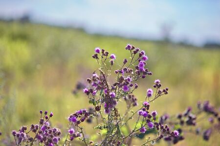 Beautiful purple thistle flower. Burdock flower spiny close up. Flowering medicinal plants thistle. Milk Thistle plant. Soft selective not deep focusの写真素材