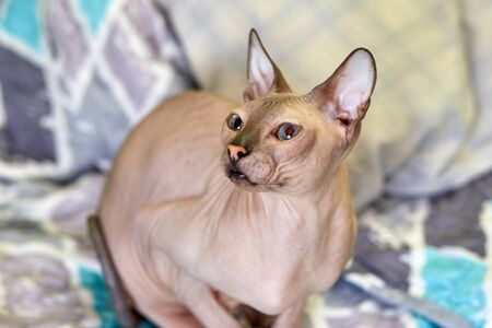 Sleepy sphinx kitten sitting on the edge of the bedの写真素材