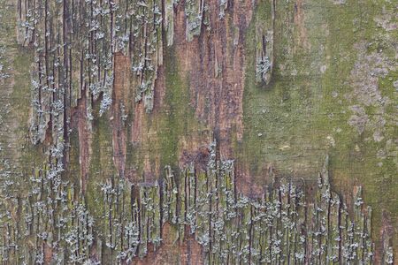 Old, cracked wood background, high resolutionの写真素材