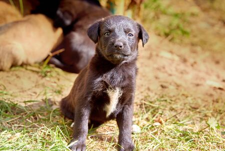 Young puppy waits for master outdoorの写真素材