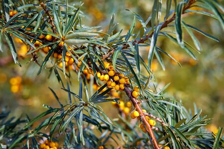 Sea buckthorn with a cluster of berriesの写真素材