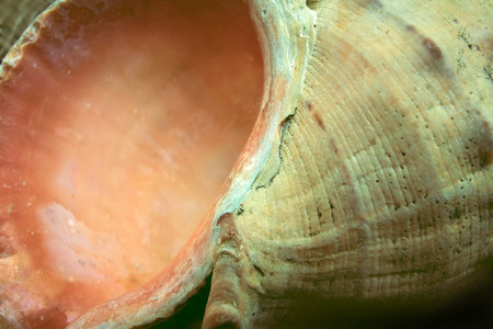The texture of a sea shell.Seashell background..Natural texture. Natural background. Close-up part...