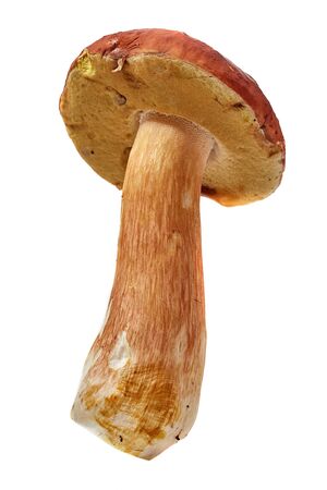 big boletus edulis isolated on white background close upの写真素材