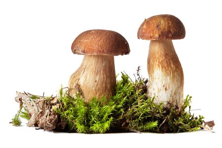 Boletus edulis isolated on white background.Boletus. Mushrooms and moss. Boletus on a white background. Isolated on white backgroundの写真素材