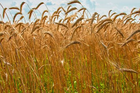 barley agricultural crop plant, barley field in the sunlight, grain harvest, grain cropsの写真素材