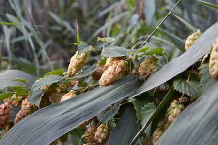 Detailed photo of hop cones for making beer and bread in the summer on hops fieldの写真素材