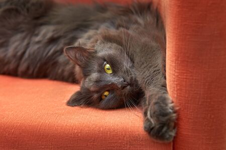 Gray cat after sleeping on an orange armchairの写真素材