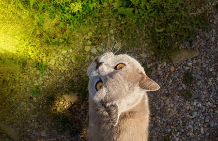 Cat portrait close up, only head crop, looking to the top, cat in light brown and cream looking with pleading stare at the viewer with spaceの写真素材