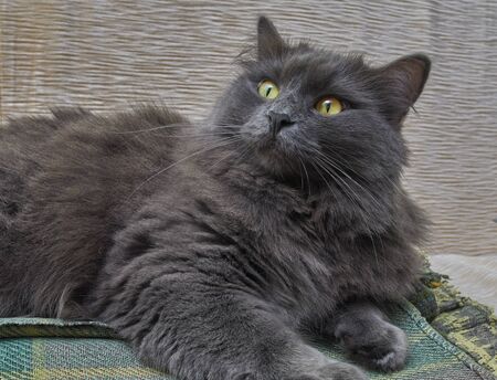 Gray cat Nebelung cat is lying on the sofa at home. Nebelung-a rare breed, similar to the Russian blue, except for medium length, with silky hair.の写真素材