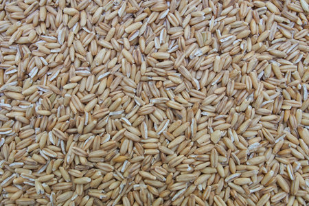 Oat groats close-up, macro shot.Oats in beans as a background.