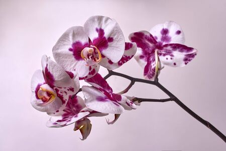 Branch orchid flowers on white background.Pink purple white Phalaenopsis Orchid flower window tropical garden. Floral nature background. Selective focusの写真素材