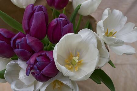 Bouquet of tulips. White and purple tulips.の写真素材