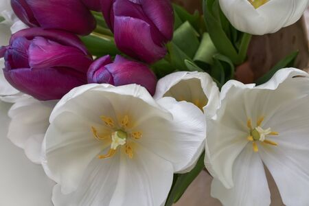 Bouquet of tulips. White and purple tulips.Beautiful blossoming tulip flower. Floral design. Nature background. Spring background with beautiful fresh flowers.の写真素材