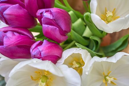 Bouquet of tulips. White and purple tulips.Beautiful blossoming tulip flower. Floral design. Nature background. Spring background with beautiful fresh flowers.の写真素材