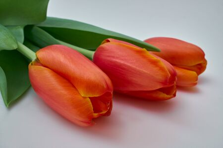 Three small vivid red tulip flowers and green leaves on white the background, beautiful indoor floral background photographed with small focusの写真素材