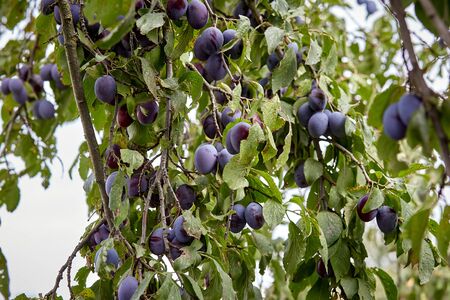 Ripe plums on a fruit tree in an organic garden.Fresh plums fruit on the branch. autumn time. Plum. Ripe garden-stuffs are on the branches of trees. Fruit gardenの写真素材