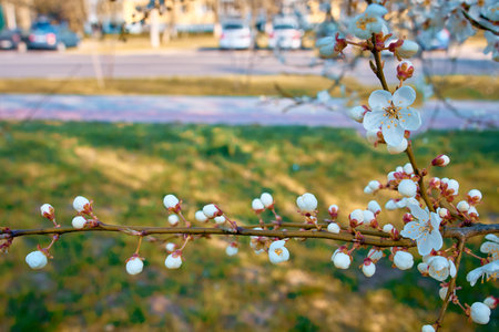 Branches of plum blossoms against the background of the street lit by the sun, white flowers in...