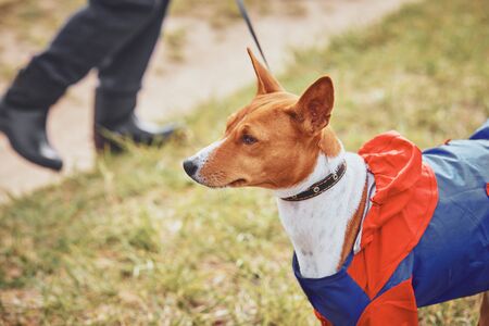 Basenji dog Portrait, dressed for spring walks in the rain on a background of green grass.Selective focusの写真素材