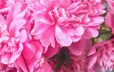 Delicate flowers and buds big pink peonies with drops after rainの写真素材