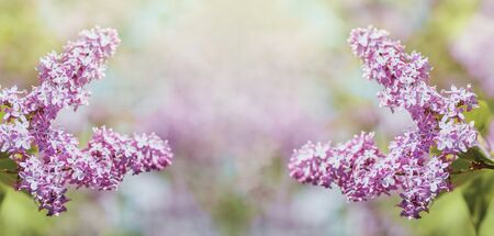 Spring tender branch of lilac on a blurred background, image for wallpaper, spring romatic fresh mood.Beautiful blurred lilac flowers background.Soft focusの写真素材