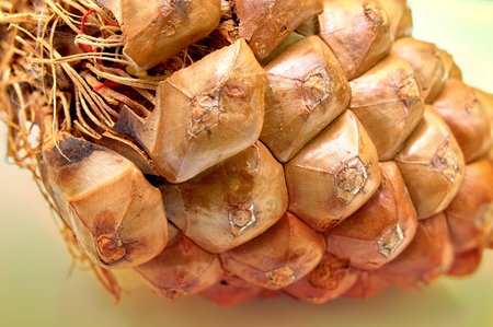 Cedar cone closeup . Symbol, nature.Selective focus