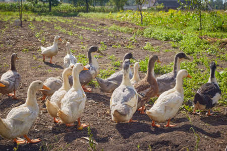 Home ducks on the fieldの写真素材