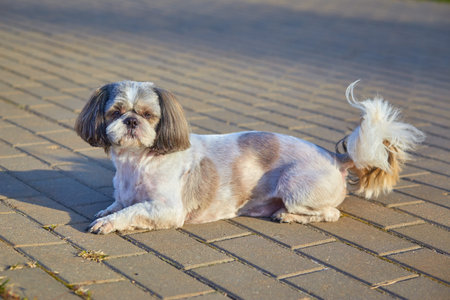 The dog Shih Tzu lies on the roadの写真素材