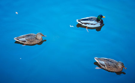 A flock of ducks swim in a pond in a city Park in autumn