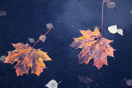 Bright autumn leaves of maple and birch on the background of wet asphalt. Fall season background concept.の写真素材