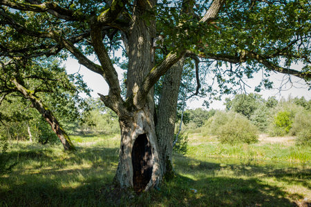 Old hollow oak tree in a park on an early autumn sunny day