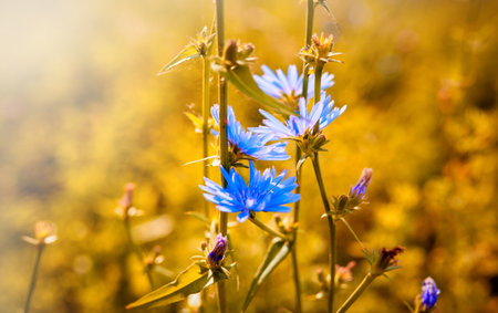 Blue flowers of chicory on the background of the summer landscape in defocus. Soft selective focusの写真素材
