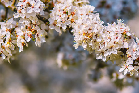 White blooming flowers of cherry plum tree. Mirabelle plum tree. Selective focusの写真素材